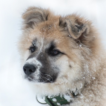 Собаки в добрые руки - Мали - 3