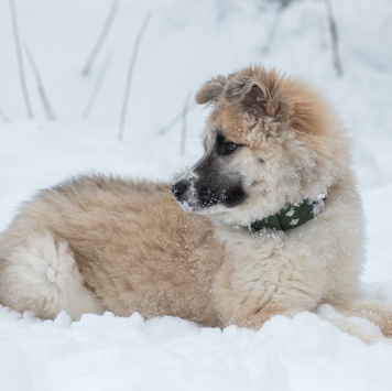 Собаки в добрые руки - Мали - 4