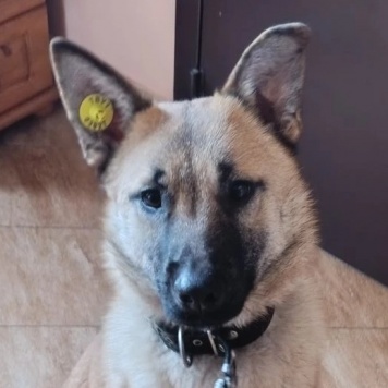 Рыжик - Собаки в добрые руки