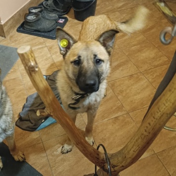 Собаки в добрые руки - Рыжик - 1