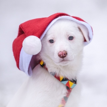 Собаки в добрые руки - Ноэль - 3