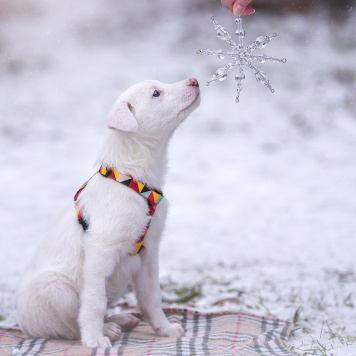 Собаки в добрые руки - Ноэль - 4