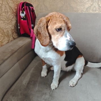 Собаки в добрые руки - Эльза