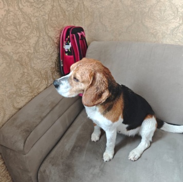 Собаки в добрые руки - Эльза - 1