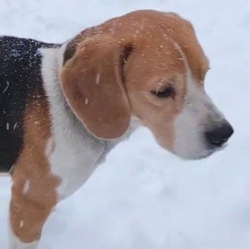 Найденные собаки - Эльза - 2