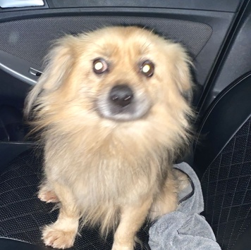 Собаки в добрые руки - Персей (Персик) - 1