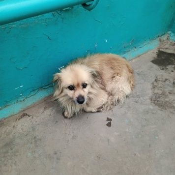 Собаки в добрые руки - Персей (Персик) - 2