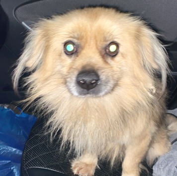 Найденные собаки - Персей (Персик)