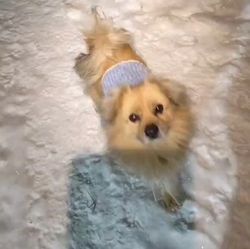 Найденные собаки - Персей (Персик) - 3