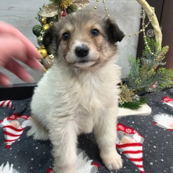 Снежа - Собаки в добрые руки