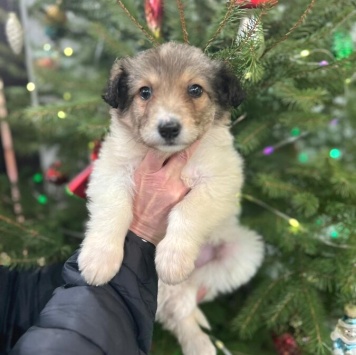 Собаки в добрые руки - Снежа - 1