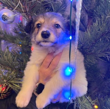 Собаки в добрые руки - Снежа - 2