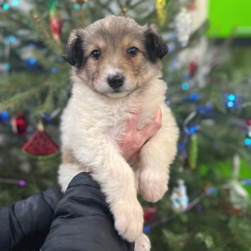 Собаки в добрые руки - Снежа - 3