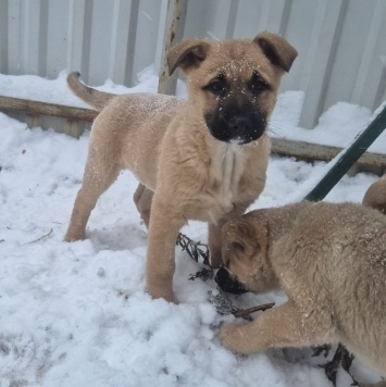 Имя придумает хозяин - Собаки в добрые руки