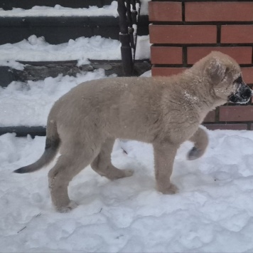 Собаки в добрые руки - Имя придумает хозяин - 1