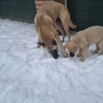 Собаки в добрые руки - Имя придумает хозяин - 2