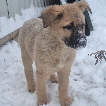 Собаки в добрые руки - Имя придумает хозяин - 3
