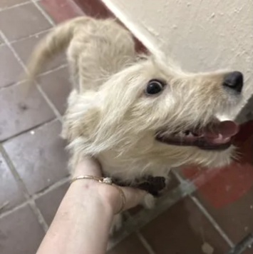 нет - Найденные собаки