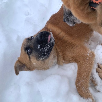 Кефир - Собаки в добрые руки