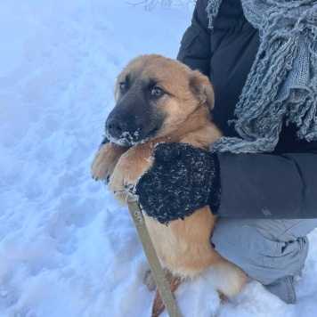 Собаки в добрые руки - Кефир - 1