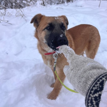 Собаки в добрые руки - Кефир - 2