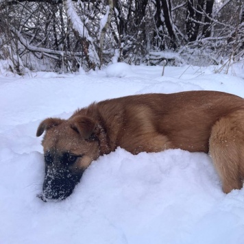 Собаки в добрые руки - Кефир - 3