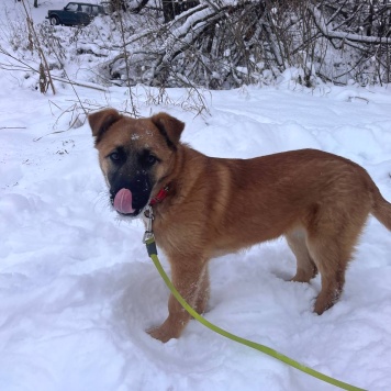 Собаки в добрые руки - Кефир - 4