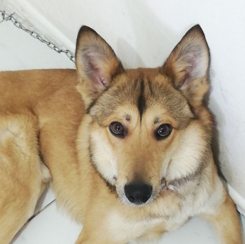 Собаки в добрые руки - Джек