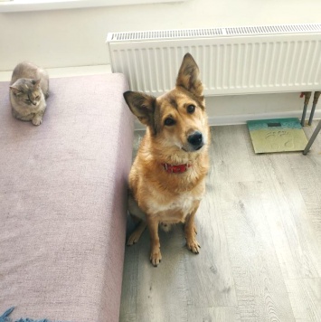 Собаки в добрые руки - Джек - 1