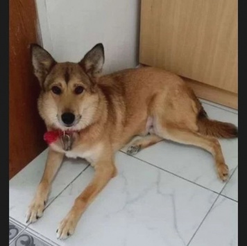 Собаки в добрые руки - Джек - 2