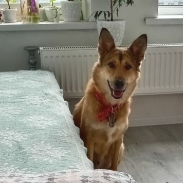 Собаки в добрые руки - Джек - 3