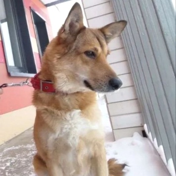 Собаки в добрые руки - Джек - 4