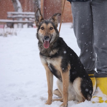 Собаки в добрые руки - Бэль