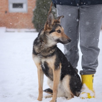 Собаки в добрые руки - Бэль - 2