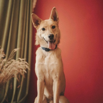 Собаки в добрые руки - Лунтик