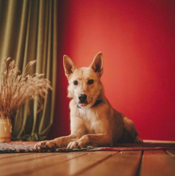 Собаки в добрые руки - Лунтик - 1