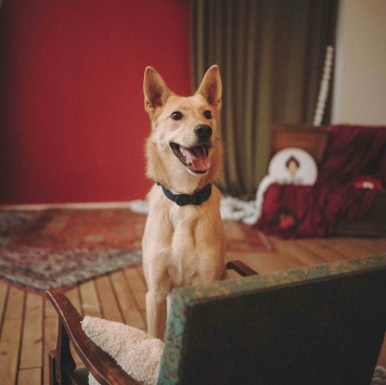 Собаки в добрые руки - Лунтик - 3