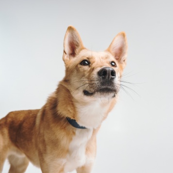 Собаки в добрые руки - Лунтик - 4