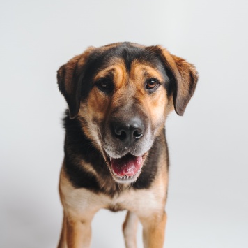 Собаки в добрые руки - Сиба