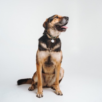 Собаки в добрые руки - Сиба - 1