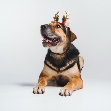 Собаки в добрые руки - Сиба - 2