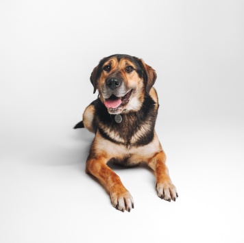 Собаки в добрые руки - Сиба - 3