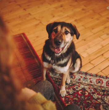 Собаки в добрые руки - Сиба