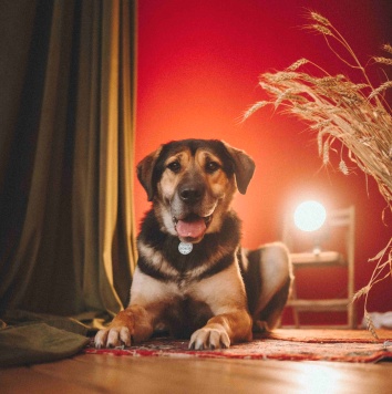 Собаки в добрые руки - Сиба - 1