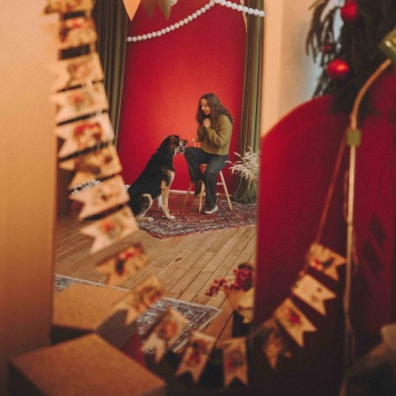 Собаки в добрые руки - Сиба - 4