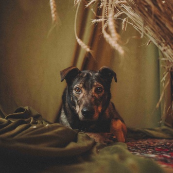 Собаки в добрые руки - Джобся