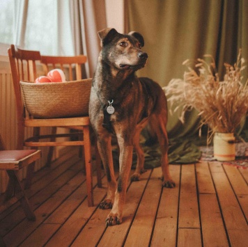 Собаки в добрые руки - Джобся - 1