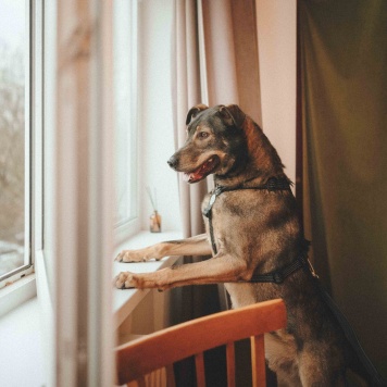 Собаки в добрые руки - Джобся - 2