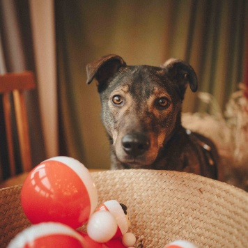 Собаки в добрые руки - Джобся - 3