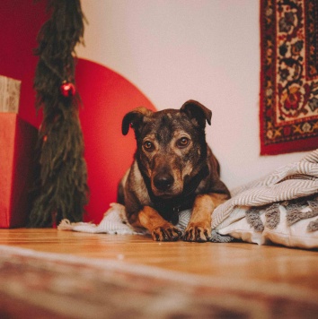 Собаки в добрые руки - Джобся - 4